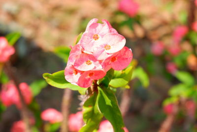Close-up of pink rose