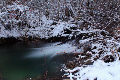 Snow covered trees in forest