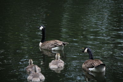 Ducks swimming in lake