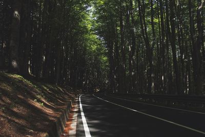 Road amidst trees in forest