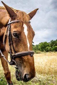 Portrait of horse standing on field against sky