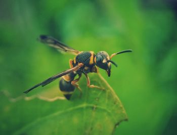 Close-up of insect on leaf