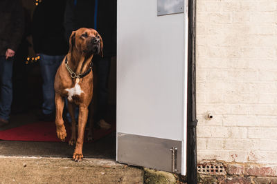 Curious dog looking away