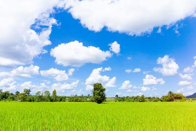 Scenic view of agricultural field against sky