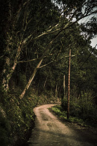 Road amidst trees in forest