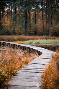 View of footpath in forest during autumn