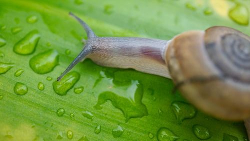 Close-up of snail on leaf