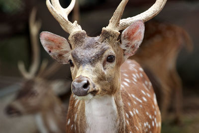 Close-up portrait of deer