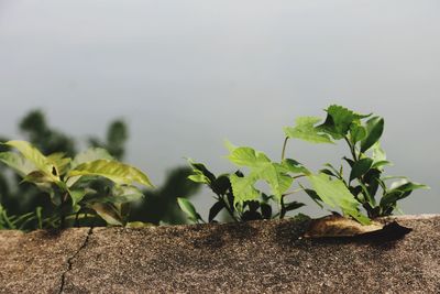 Close-up of young plant against sky