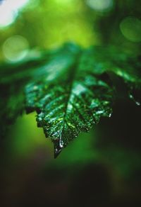 Close-up of raindrops on leaves