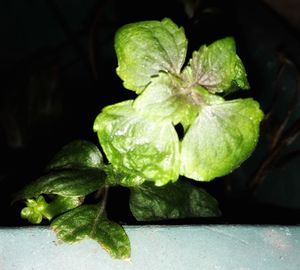 Close-up of flower