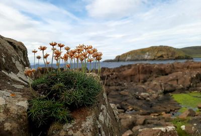 Plants growing on rocks by land against sky