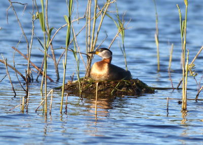 Duck swimming in lake