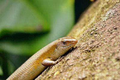 Close-up of lizard on rock