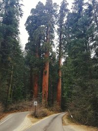 Empty road along trees