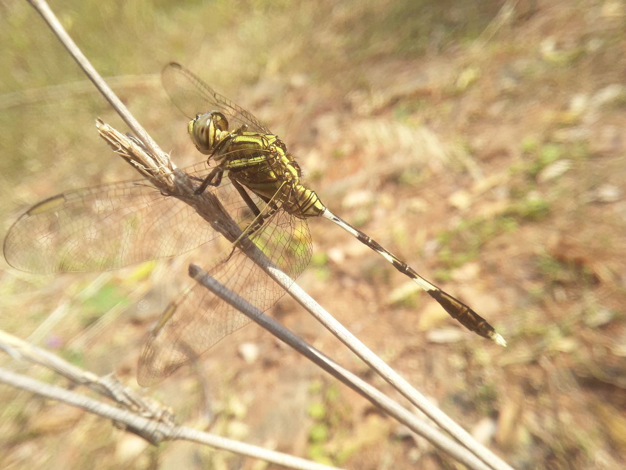 CLOSE-UP OF GRASSHOPPER