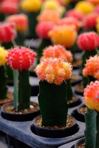 Close-up of potted plant