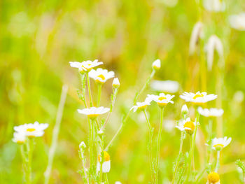 Close-up of yellow flowers blooming on field