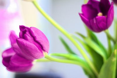 Close-up of pink tulip blooming outdoors