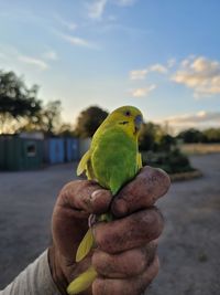 Cropped hand holding parrot