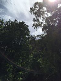 Low angle view of trees against sky