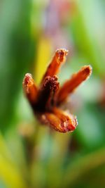 Close-up of plant against blurred background