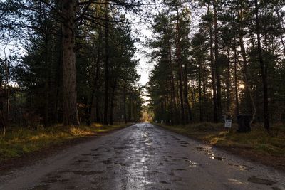 Dirt road amidst trees in forest