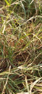 Full frame shot of crops on field