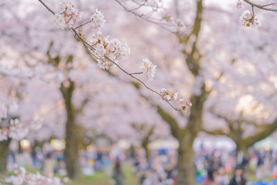 Close-up of cherry blossom tree