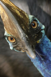 Close-up of southern cassowary