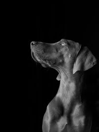 Close-up of a dog over black background