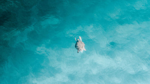 High angle view of bird swimming in pool
