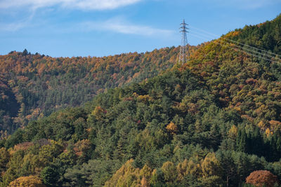 Scenic view of forest against sky