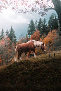 Horse standing on field