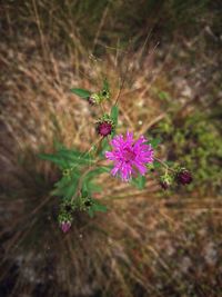 Close-up of purple flower