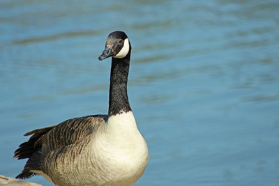 Close-up of duck swimming in lake