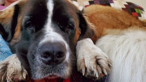 Close-up portrait of a dog