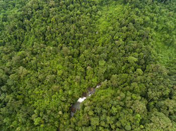 High angle view of trees in forest