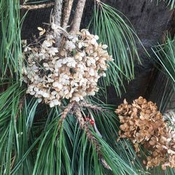 Close-up of plants