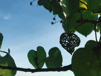 Low angle view of fruits on tree against sky