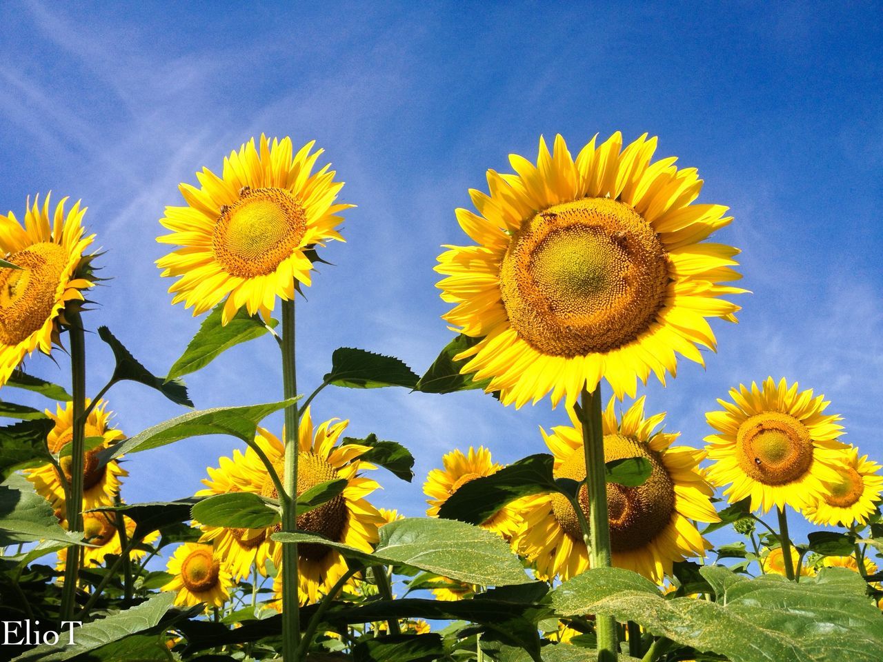 SUNFLOWER FIELD AGAINST SKY