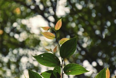 Close-up of yellow flower blooming outdoors