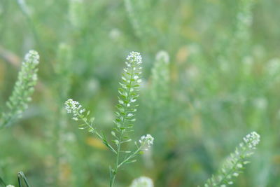 Close-up of plant