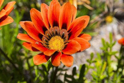 Close-up of red flower