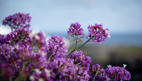 Close-up of purple flowering plant