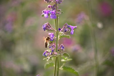 Close-up of bee pollinating on purple flower