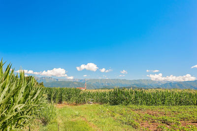 Scenic view of field against blue sky