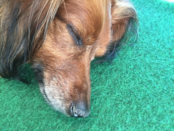 Close-up of dog lying down