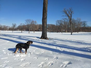 Dog on snow covered field