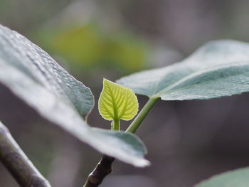 Close-up of fresh green plant